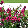 crape myrtle